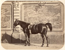 Cheval c1860