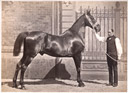 Hippisme - Presentation d'un cheval c1860