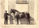 Presentation d'un cheval c1860