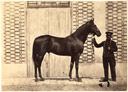 Henry Tournier - Presentation d'un cheval c1860