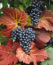 Grappes de raisin noir sur feuilles couleur fauves - Toute utilisation et droit réservés par © Photothèque Ducatez